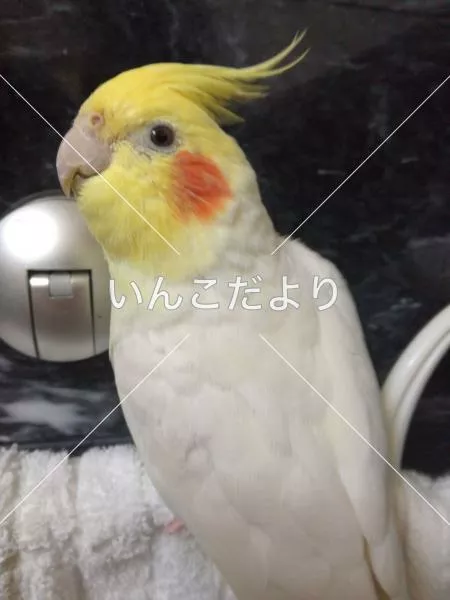 コメントの画像