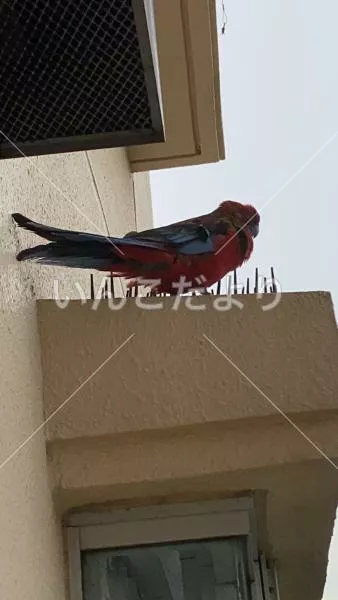 コメントの画像