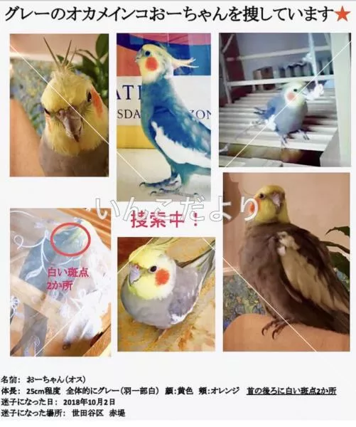 コメントの画像