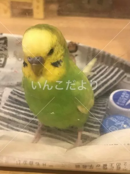 コメントの画像