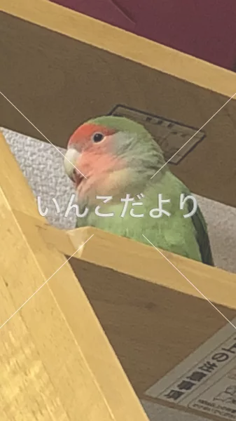 コメントの画像