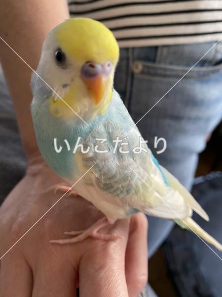コメントの画像