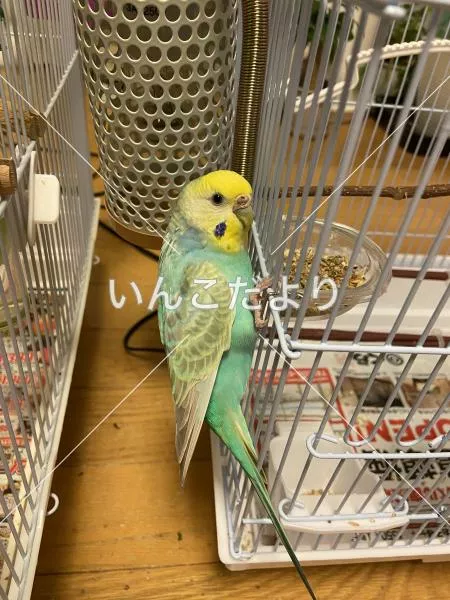 コメントの画像