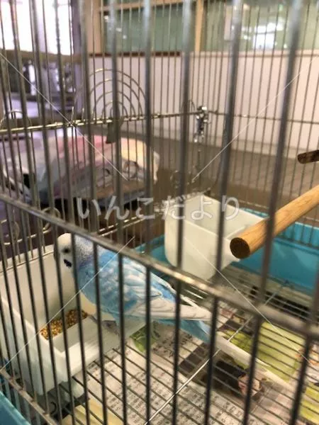 コメントの画像