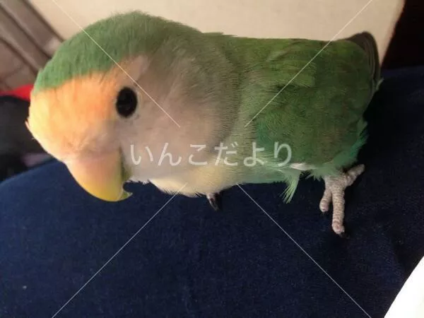 コメントの画像