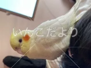 コメントの画像