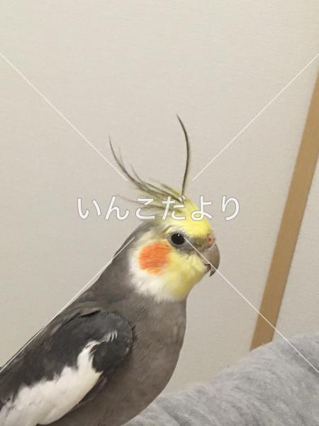 コメントの画像