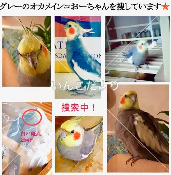 コメントの画像