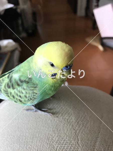 コメントの画像
