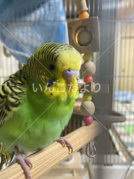 コメントの画像