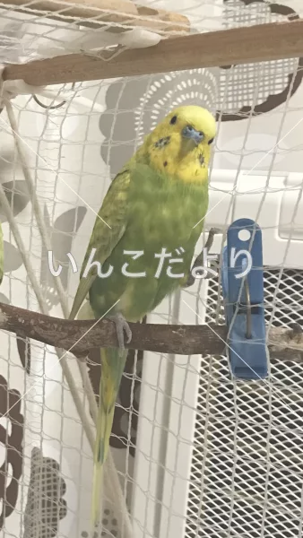 コメントの画像