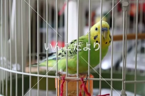 コメントの画像