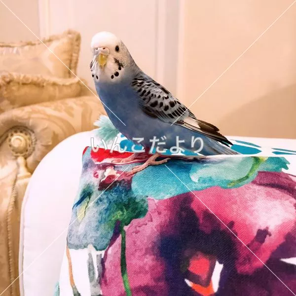 コメントの画像