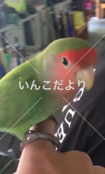 コメントの画像