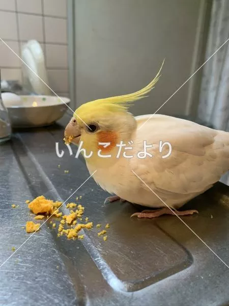 コメントの画像