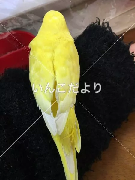 コメントの画像