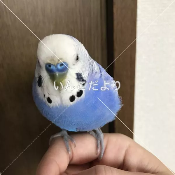 コメントの画像