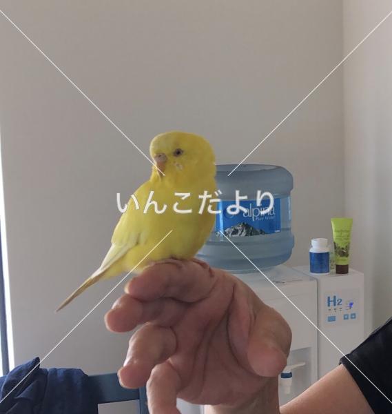 コメントの画像