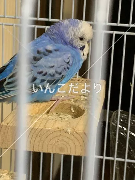 コメントの画像