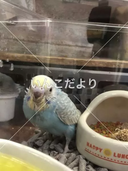 コメントの画像