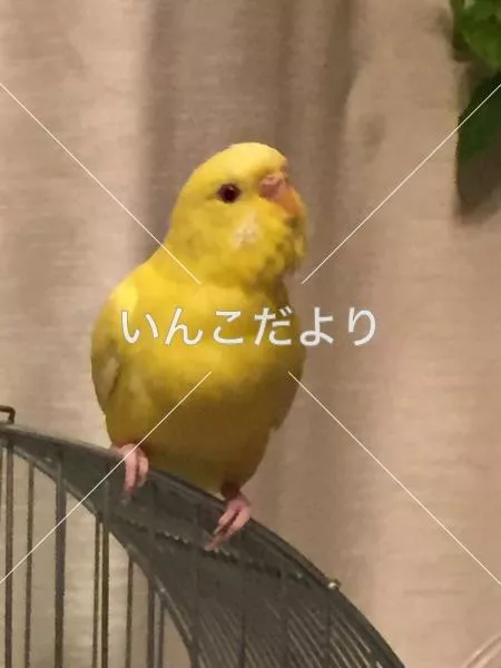 コメントの画像