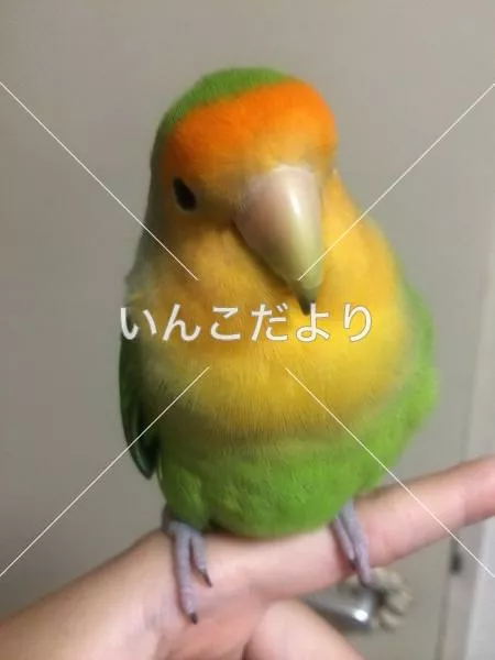 コメントの画像