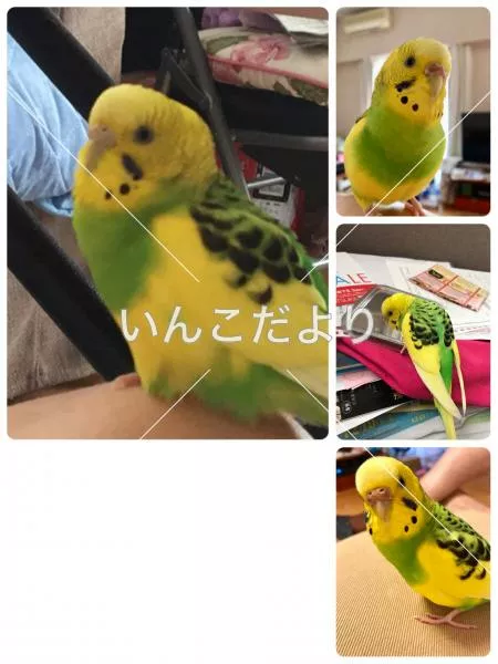 コメントの画像