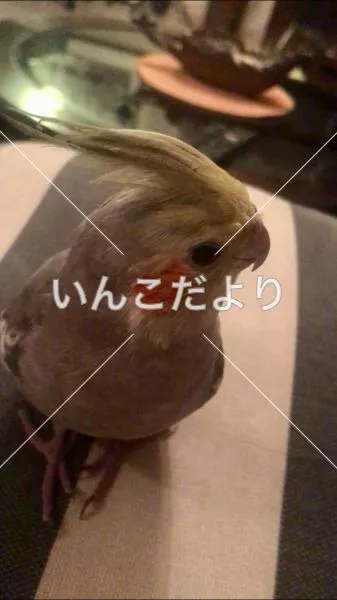 コメントの画像