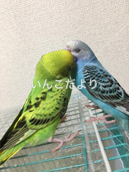 コメントの画像