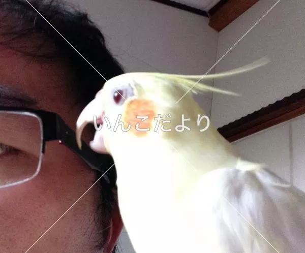 コメントの画像