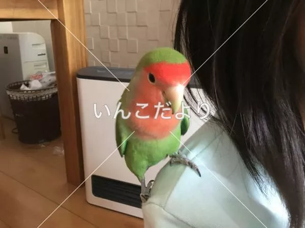 コメントの画像