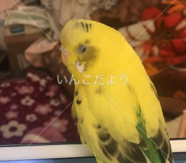 コメントの画像