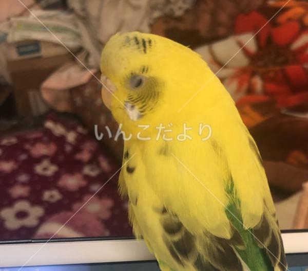コメントの画像