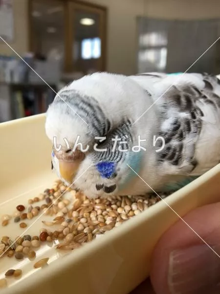 コメントの画像