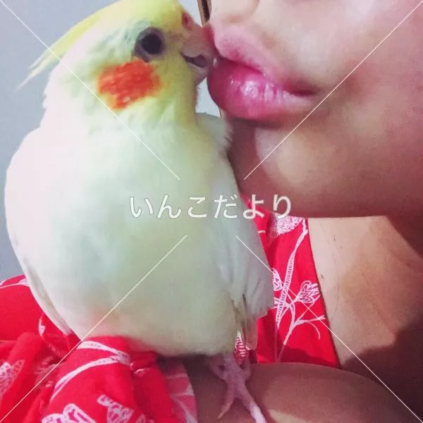 コメントの画像