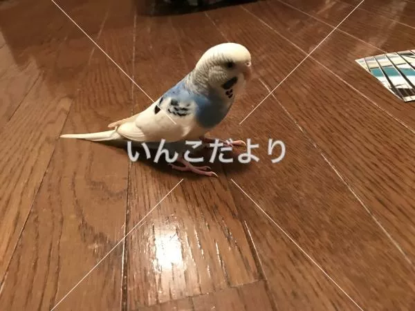 コメントの画像