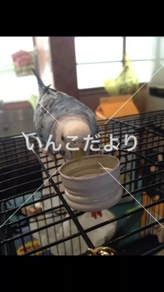 コメントの画像