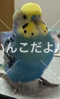 コメントの画像