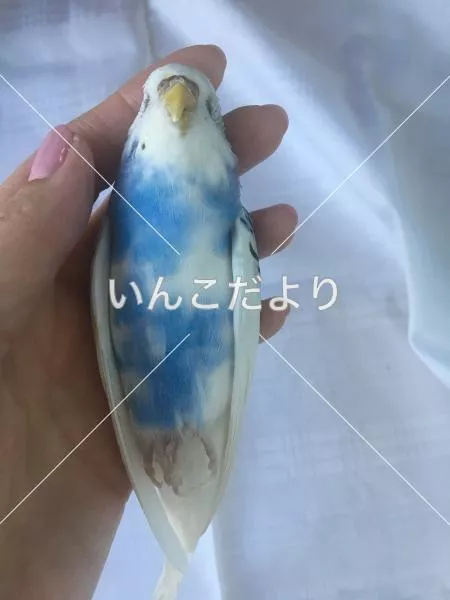 コメントの画像