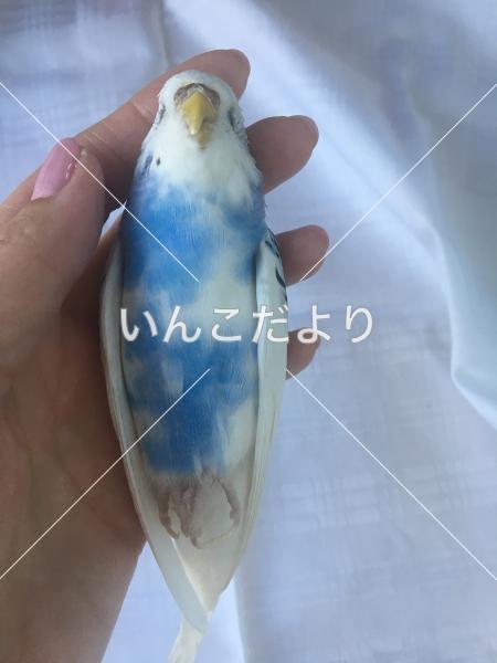 コメントの画像