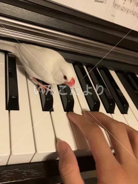 コメントの画像