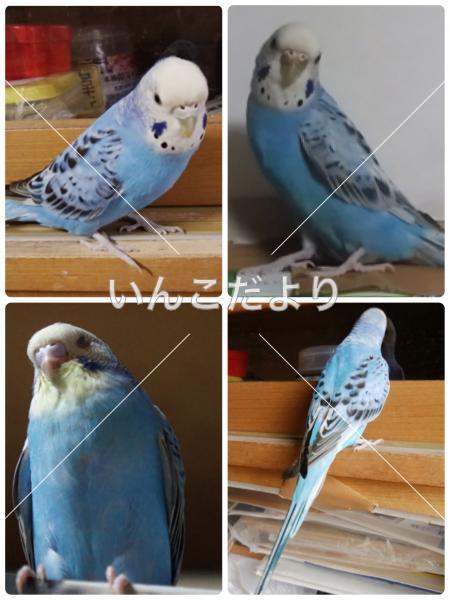 コメントの画像