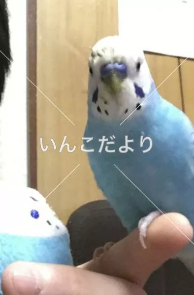 コメントの画像