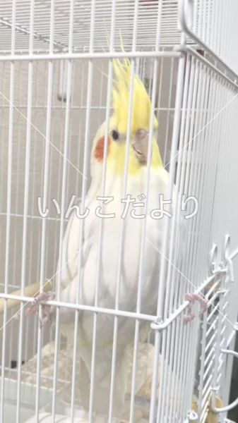 コメントの画像