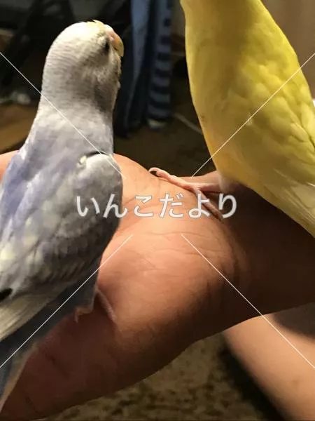 コメントの画像