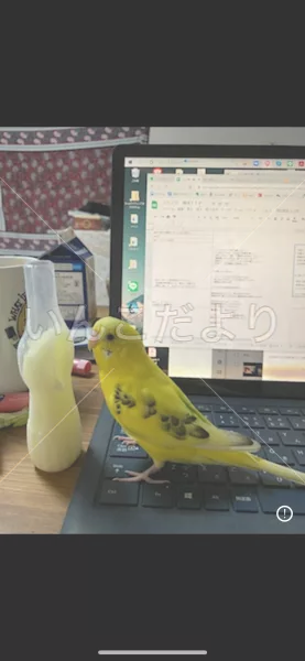 コメントの画像