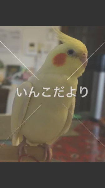 コメントの画像