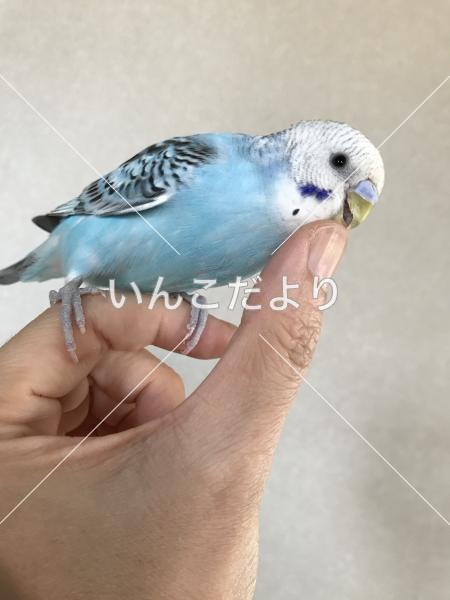 コメントの画像