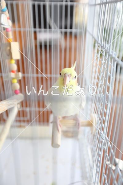 コメントの画像