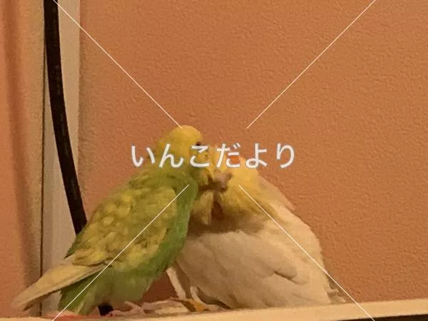 コメントの画像